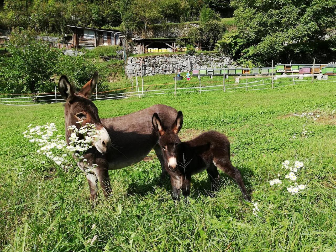 Agriturismo Dalla Natura La Salute Giustino Buitenkant foto
